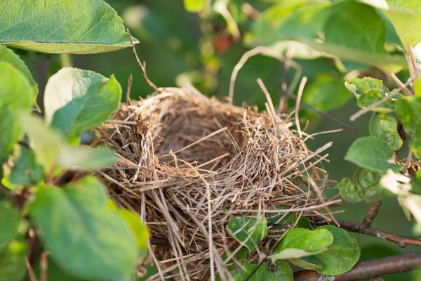 Bird Nest Control