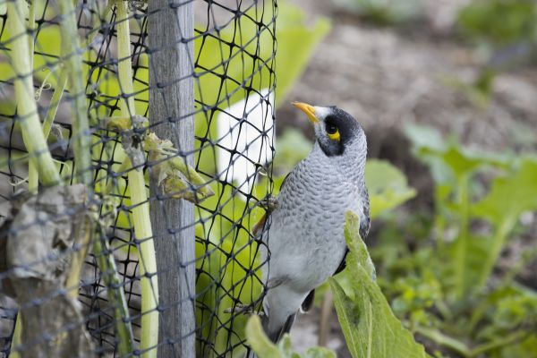 Bird Netting Service