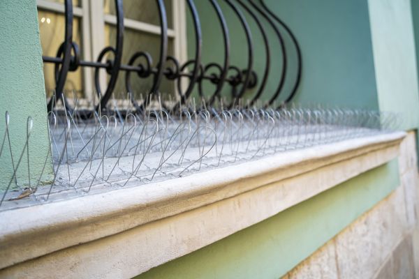 Bird Spike Installation