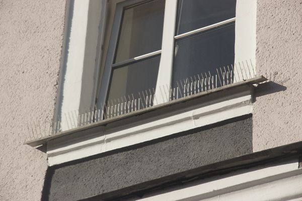 Bird Repellent Spike Install