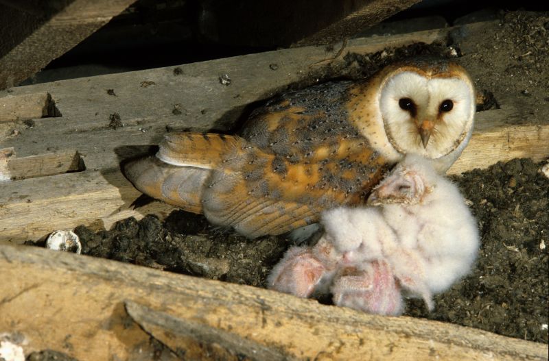 Bird Nest Removal Cost Guide — Cost of Bird Nest Removal