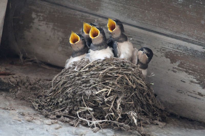 Bird Nest Removal Cost Guide — Cost of Bird Nest Removal