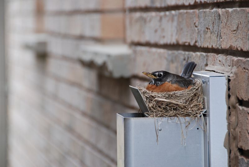 Bird Nest Removal Process