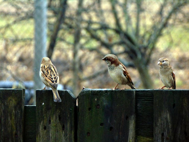 Birds Nesting in Eaves