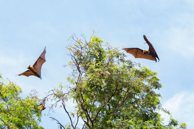 Health Risks Linked To Birds And Bats In Commercial Properties