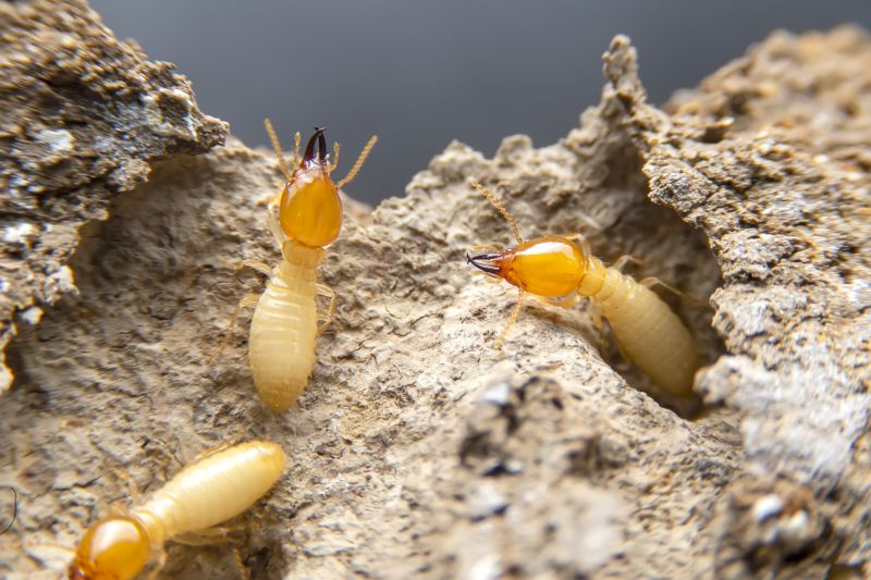 Termites