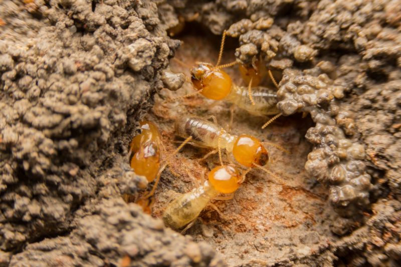 Termite Inspection Service