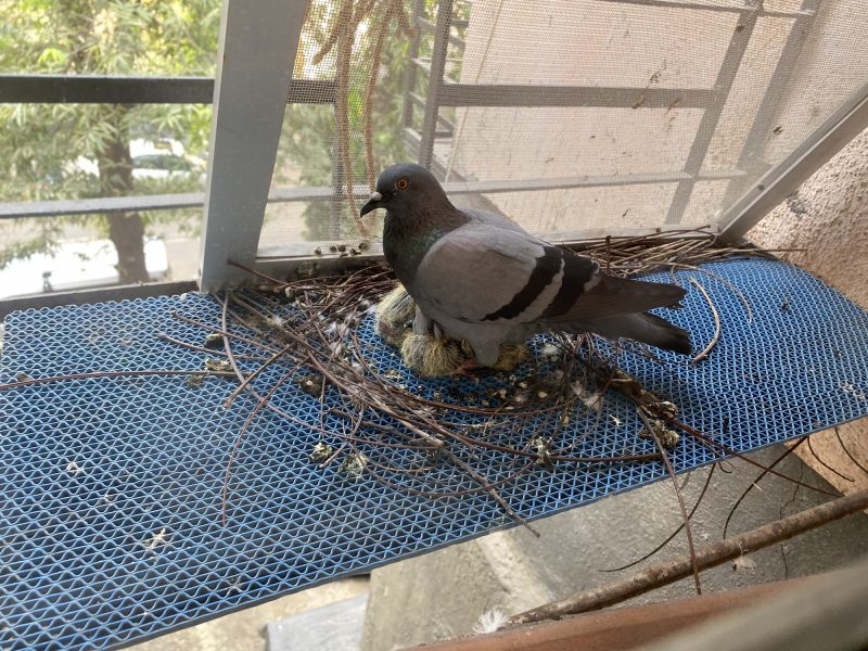 Minimizing Bird Distress